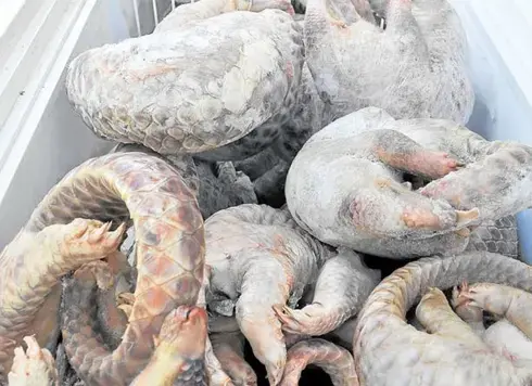 pangolin meat